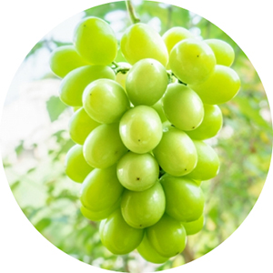 ぶどうの品種