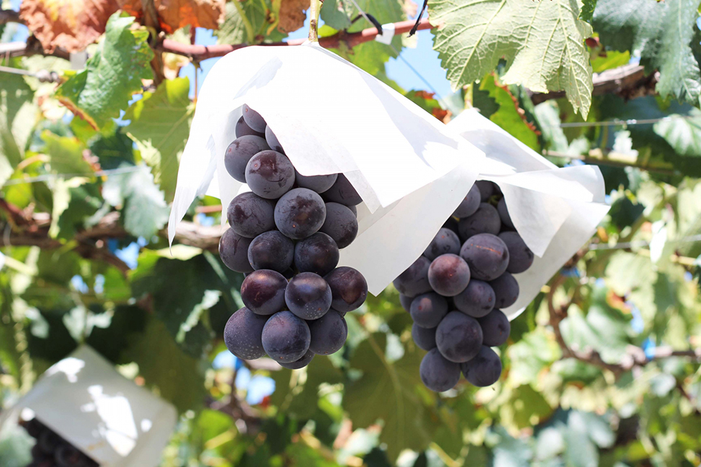 ぶどうの写真